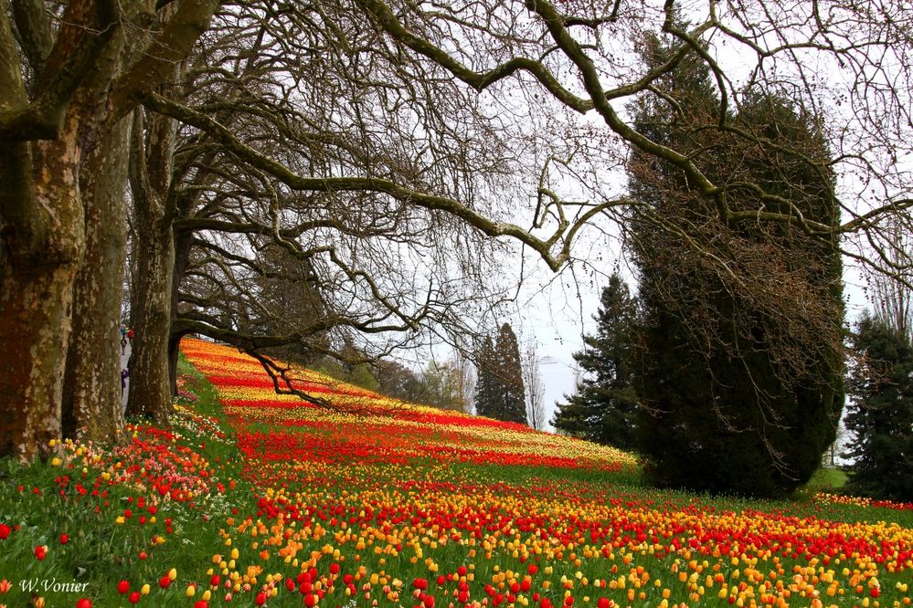 Tulpenmeer auf der Insel Mainau