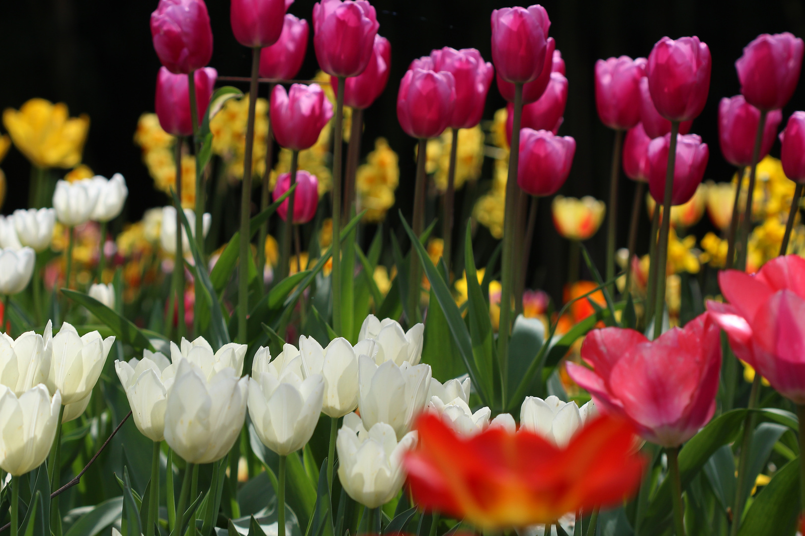 Tulpenmeer auf der Insel Mainau