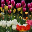 Tulpenmeer auf der Insel Mainau