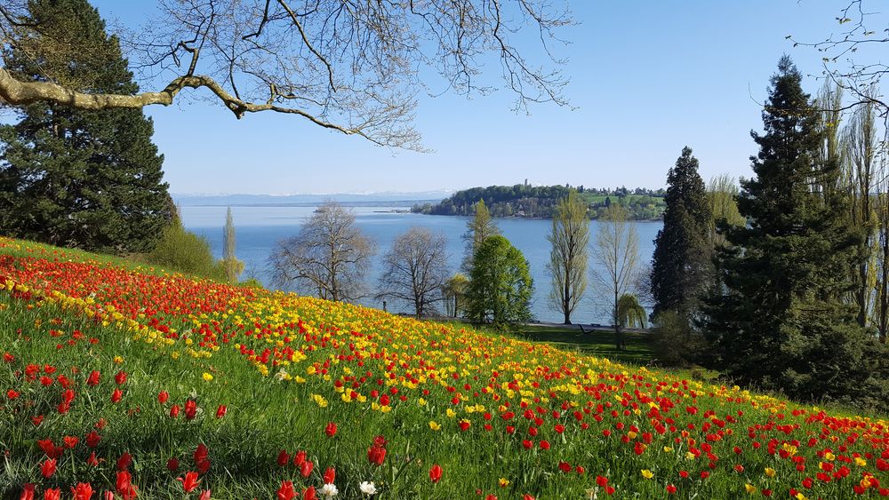 Tulpenmeer auf der Insel Mainau