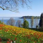 Tulpenmeer auf der Insel Mainau