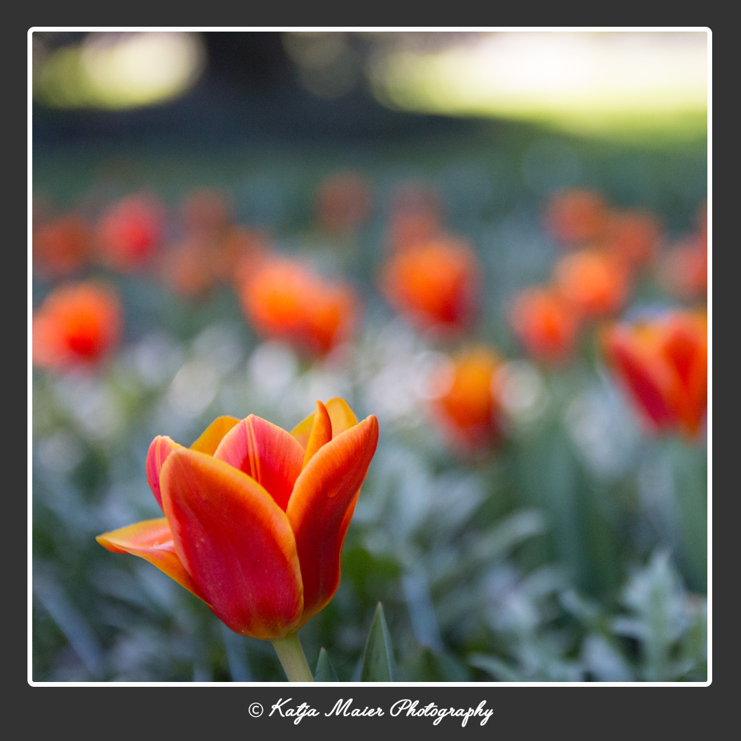 Tulpenmeer