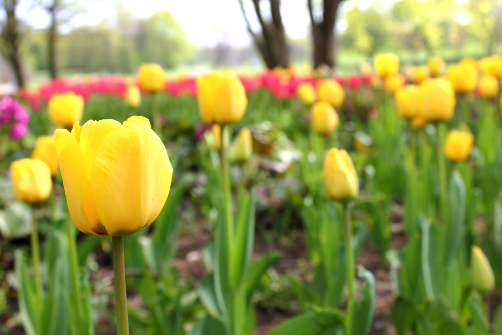 Tulpenmeer