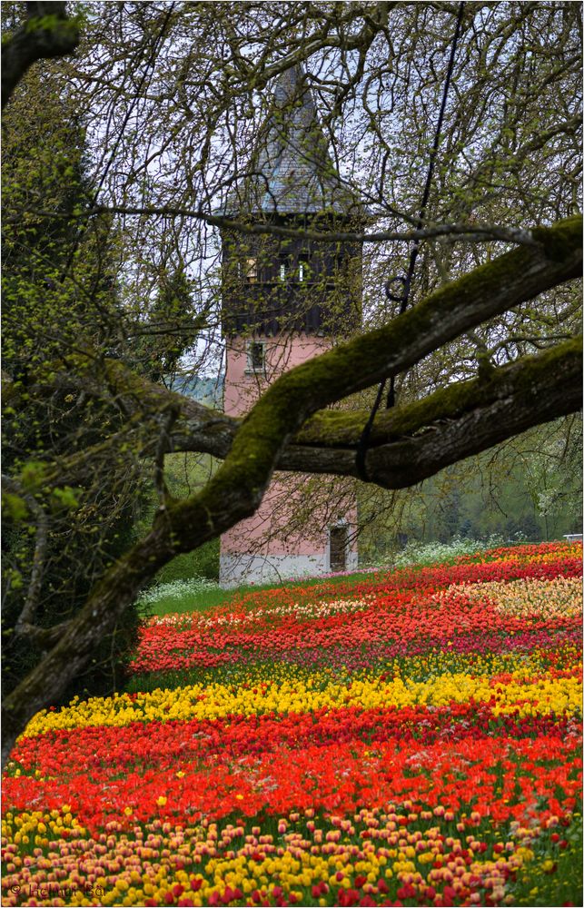 Tulpenmeer