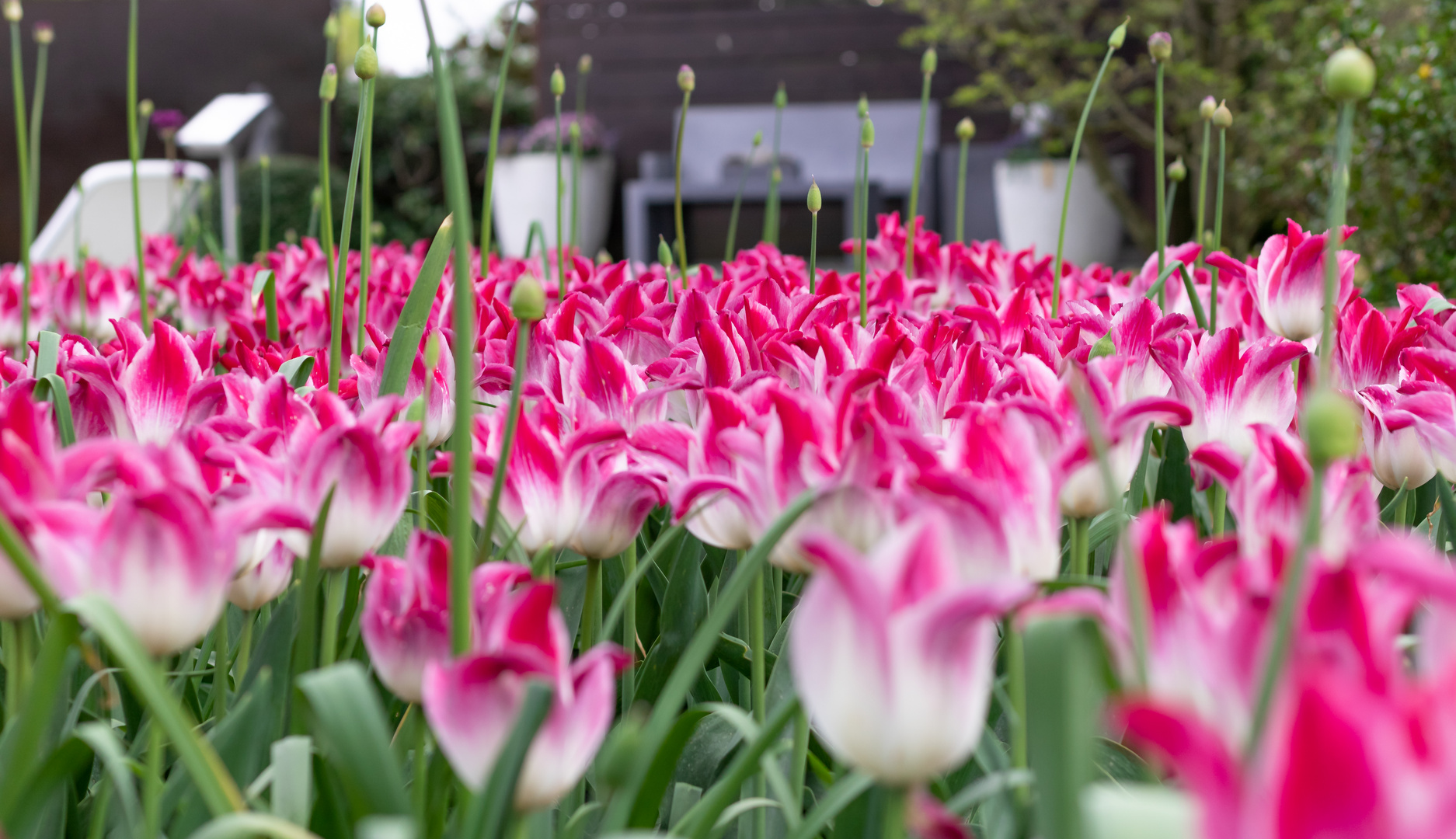 Tulpenmeer