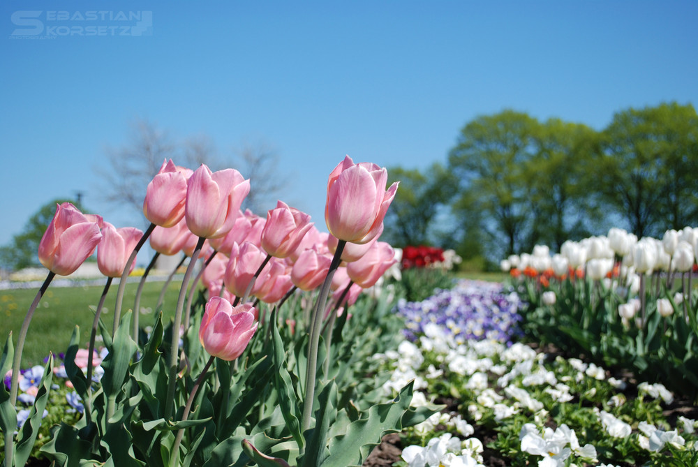 Tulpenmeer