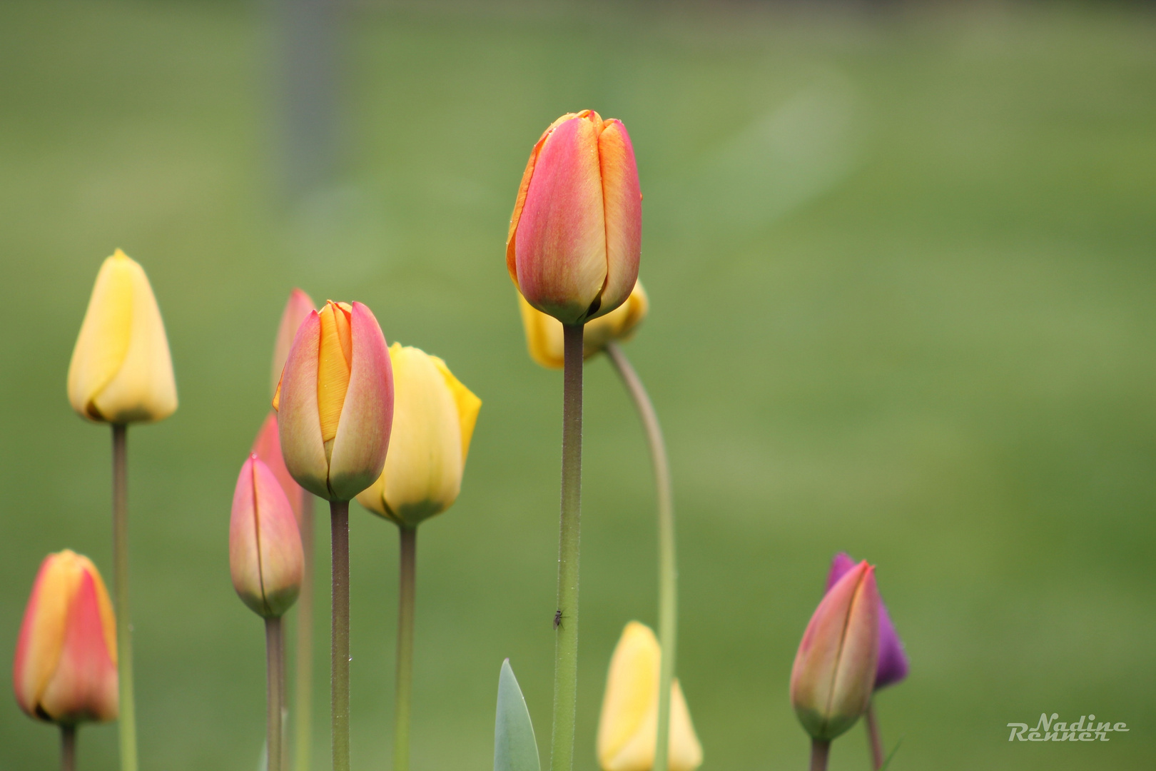 Tulpenmeer.