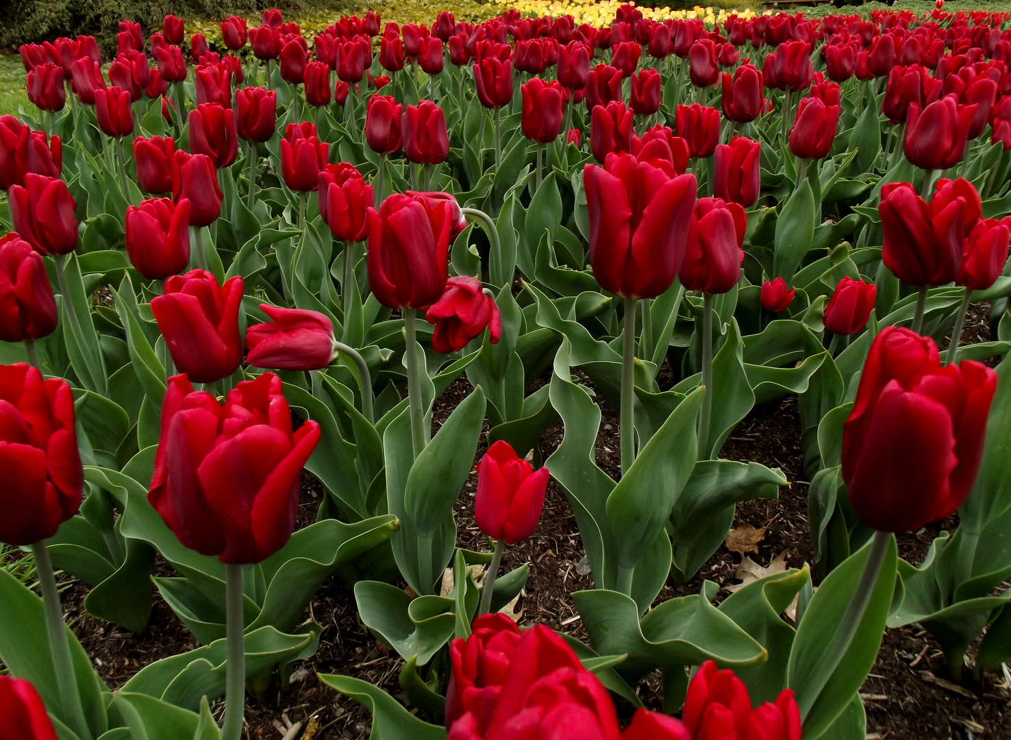 Tulpenmeer