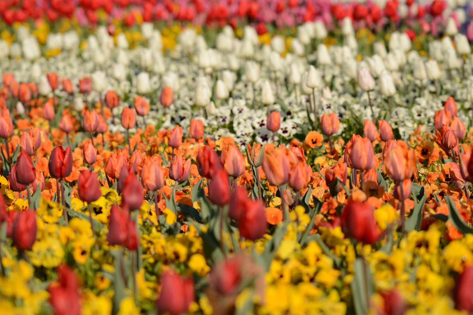 Tulpenmeer