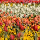 Tulpenmeer