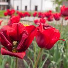 Tulpenmeer