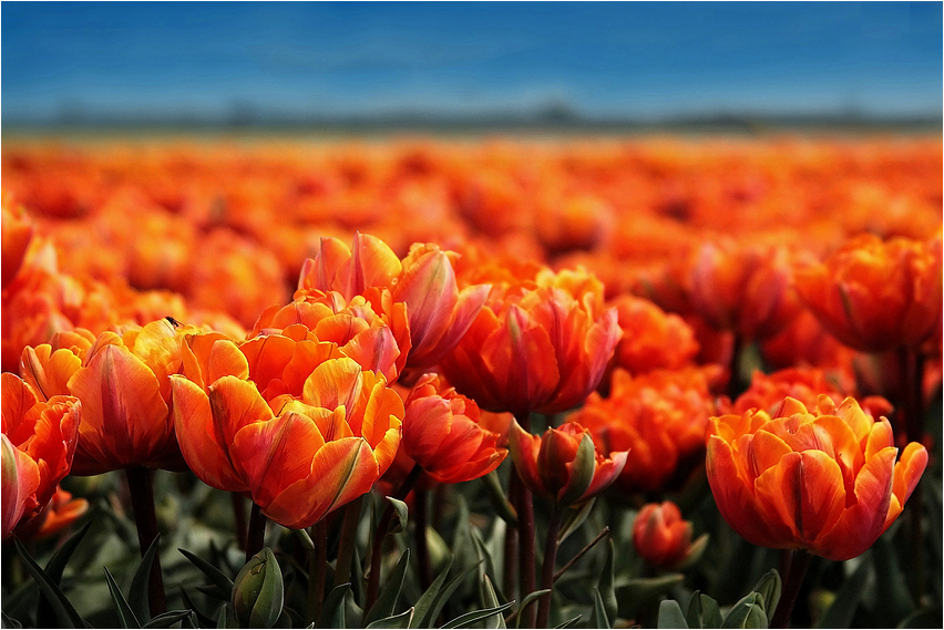 TulpenMeer