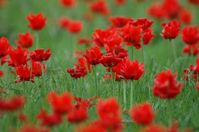 Tulpenmeer