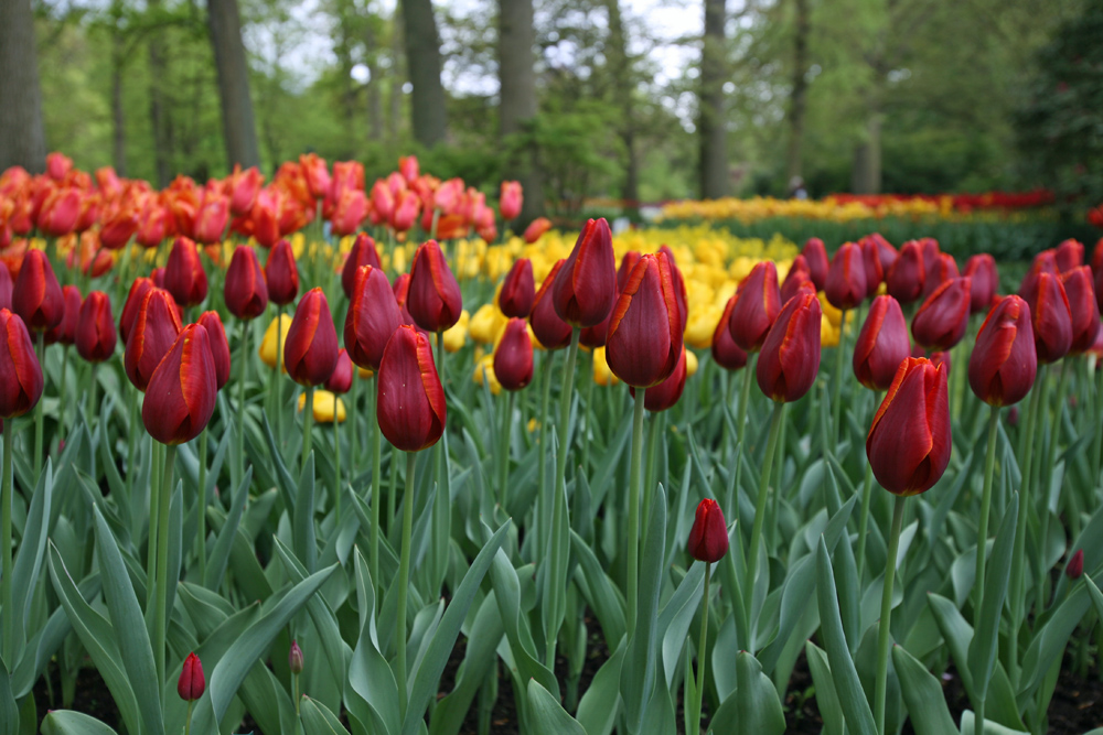 Tulpenmeer