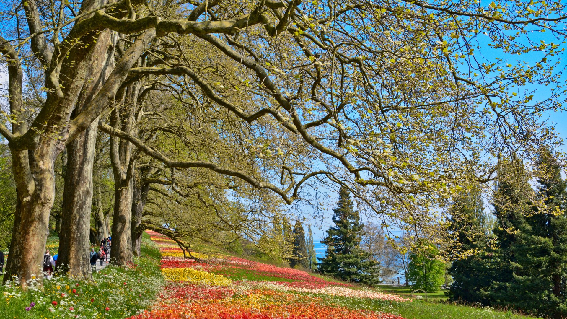 Tulpenmeer