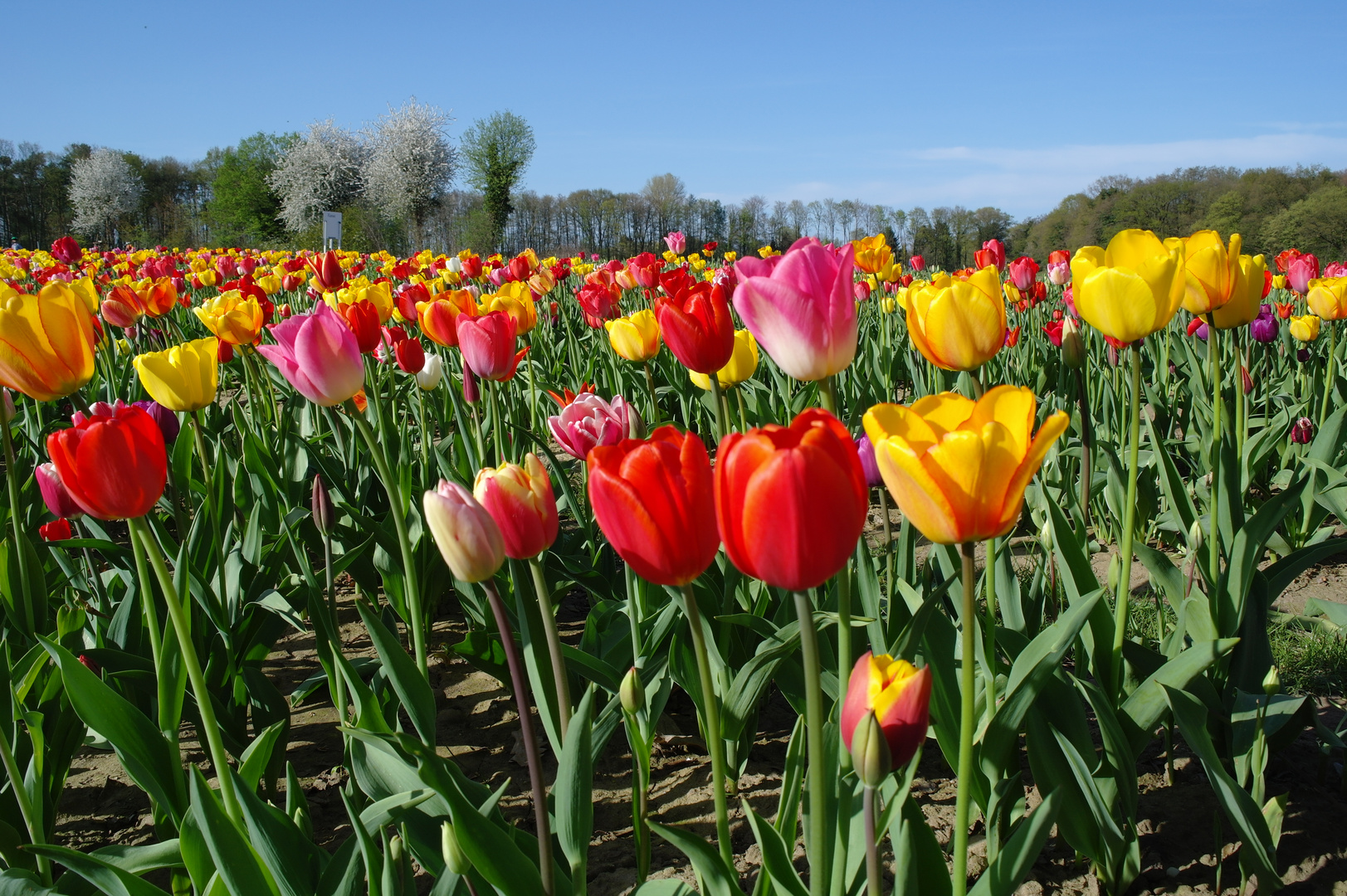 Tulpenmeer