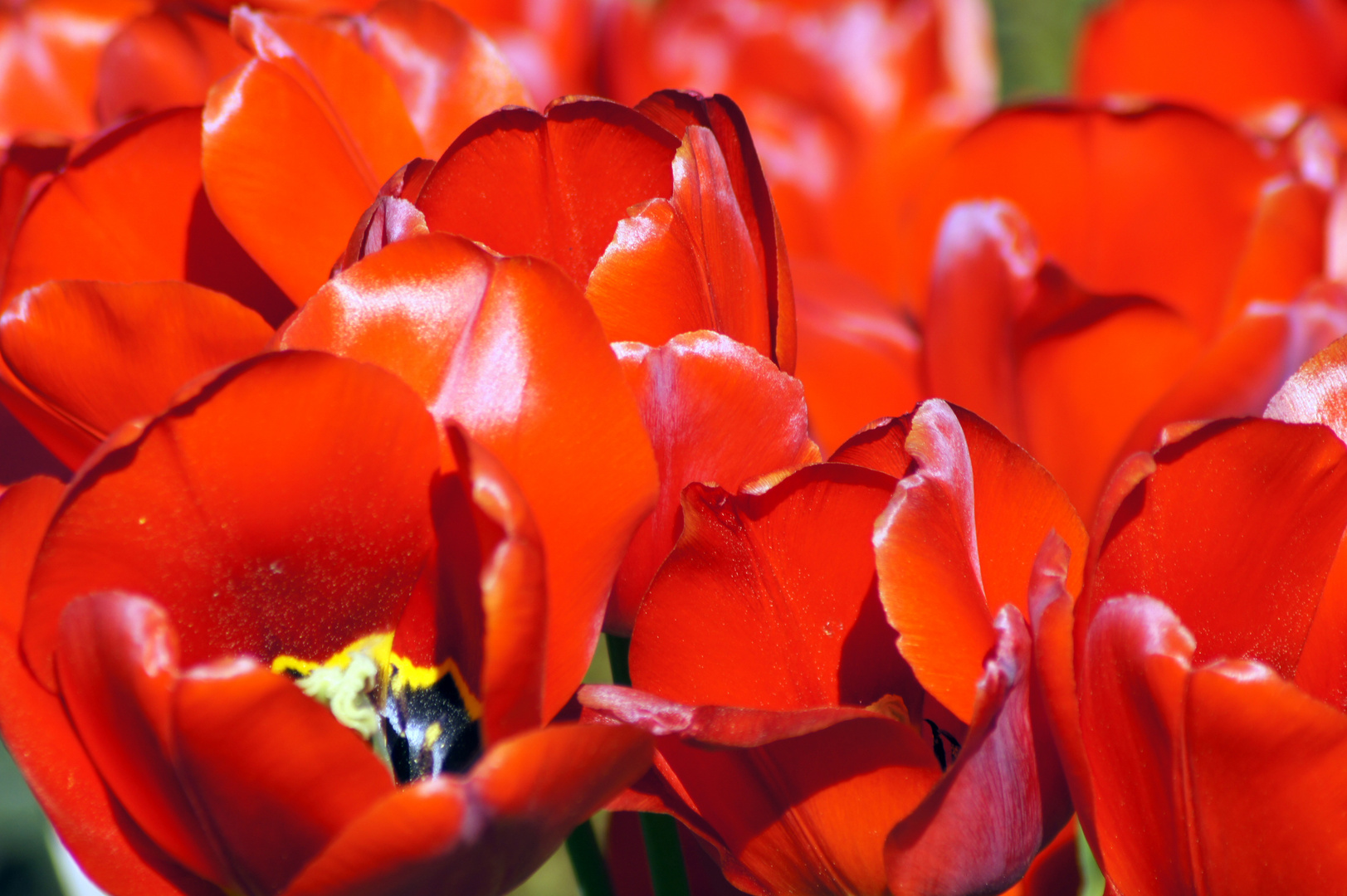 Tulpenmeer