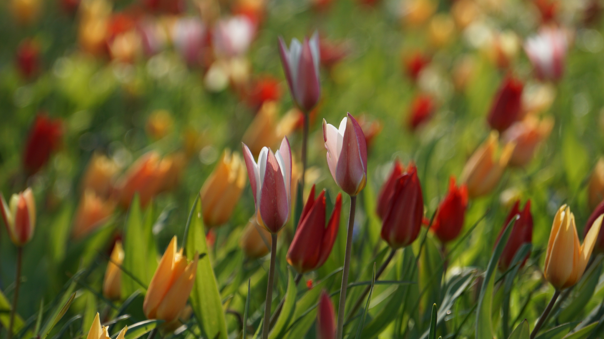 Tulpenmeer!