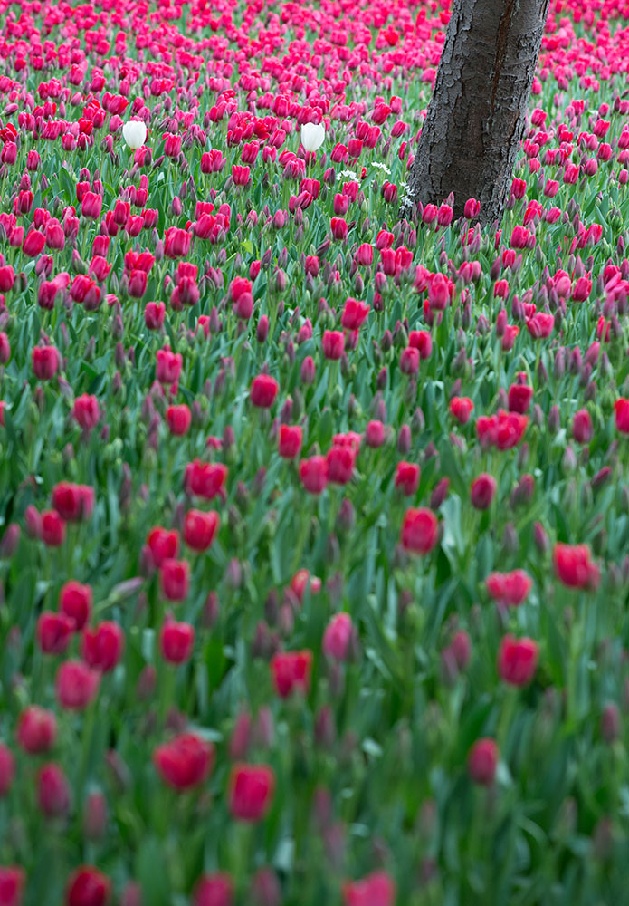 Tulpenmeer