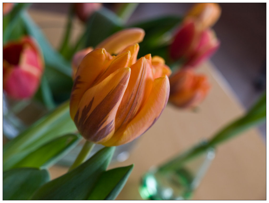 ***   tulpenmeer   ***