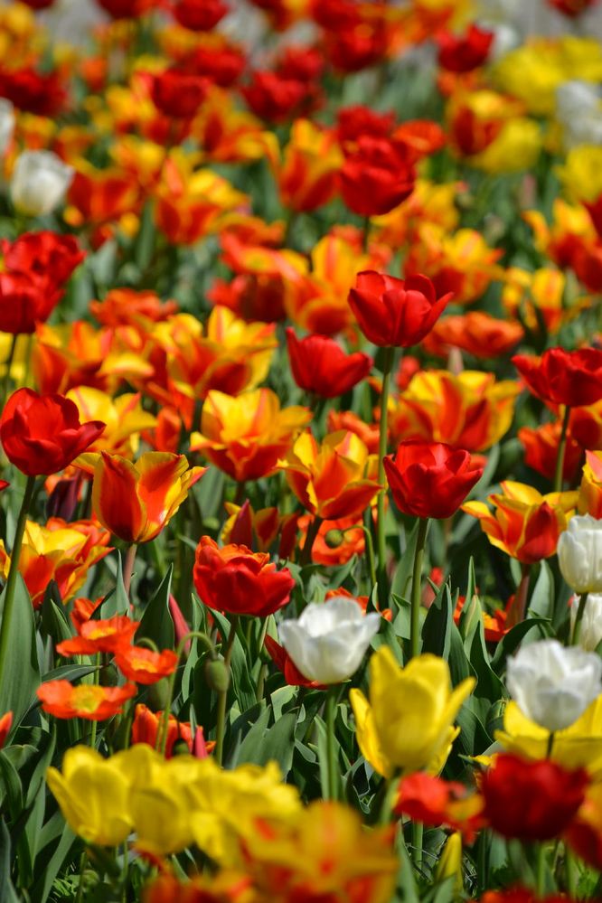 Tulpenmeer von Strandfee 