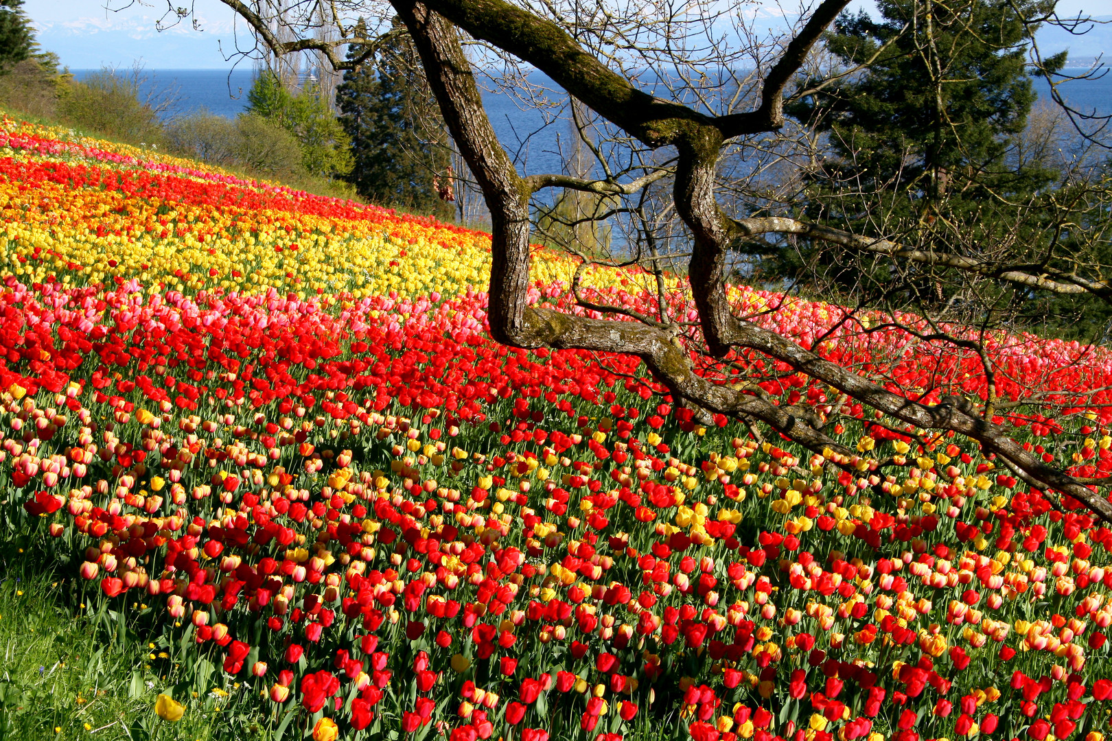 Tulpenmeer im Bodensee