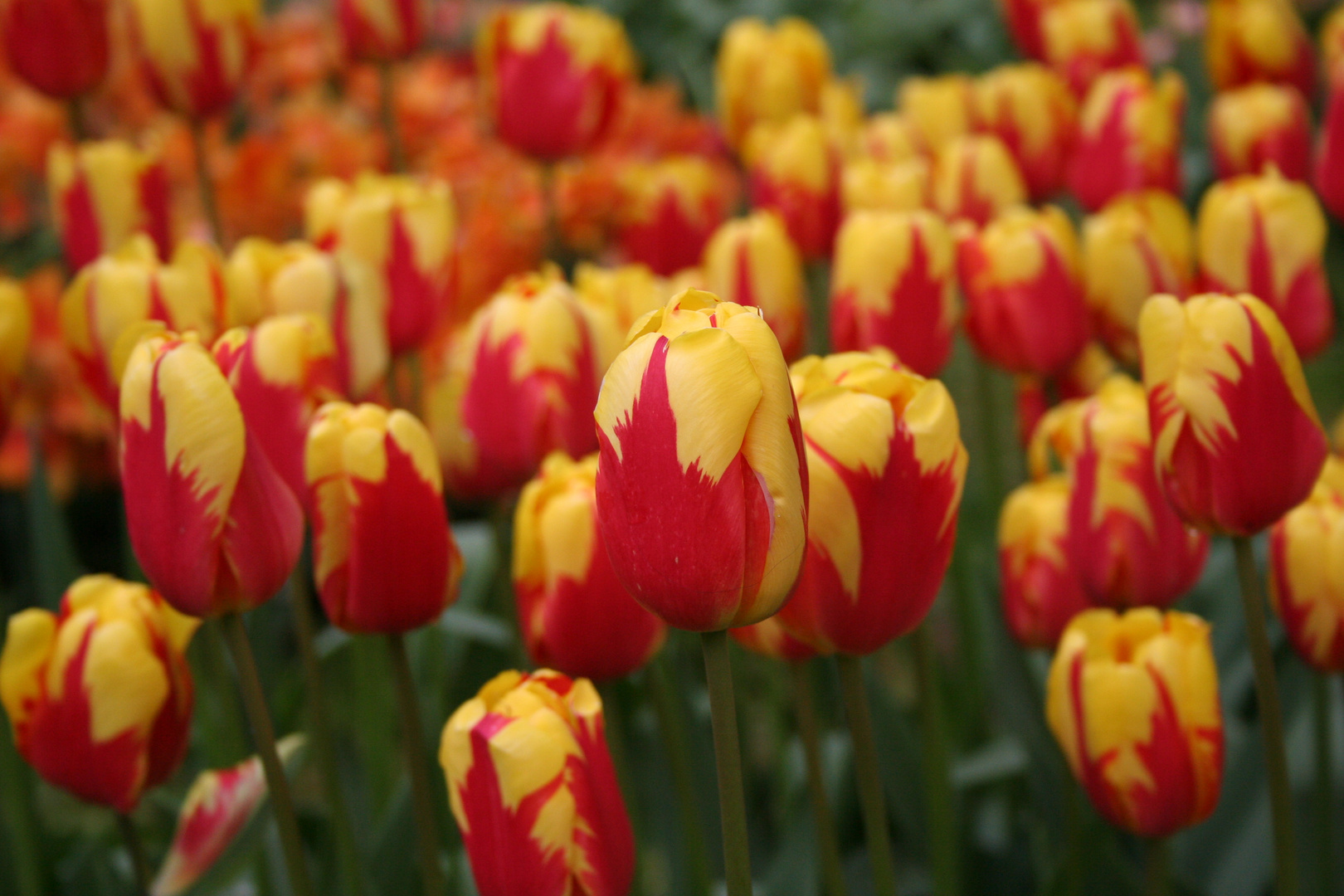 Tulpenmeer im Gräflichen Park