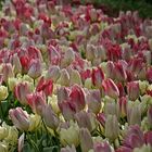 Tulpenmeer im Keukenhof 