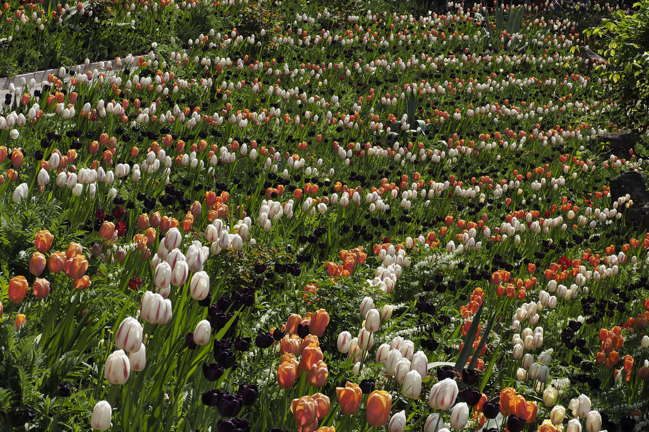 Tulpenmeer im Trautmannsdorf Garten Meran