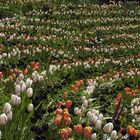 Tulpenmeer im Trautmannsdorf Garten Meran