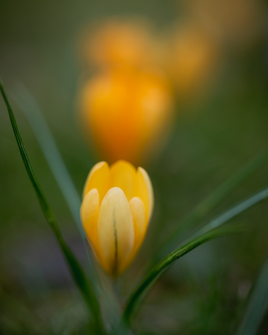 Tulpenmeer in Bad Kreuznach