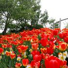 Tulpenmeer in Meran