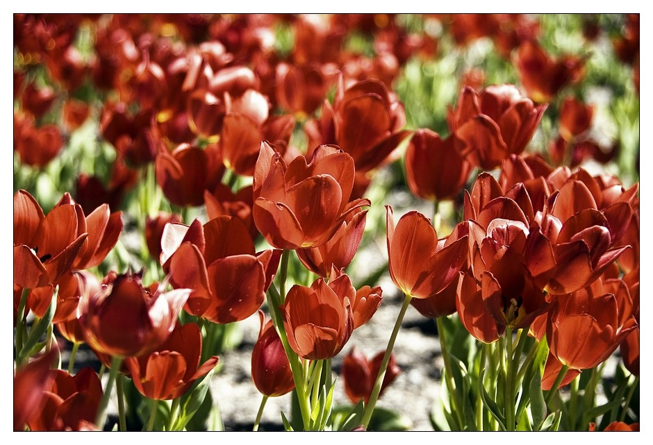 Tulpenmeer in Rot