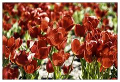 Tulpenmeer in Rot