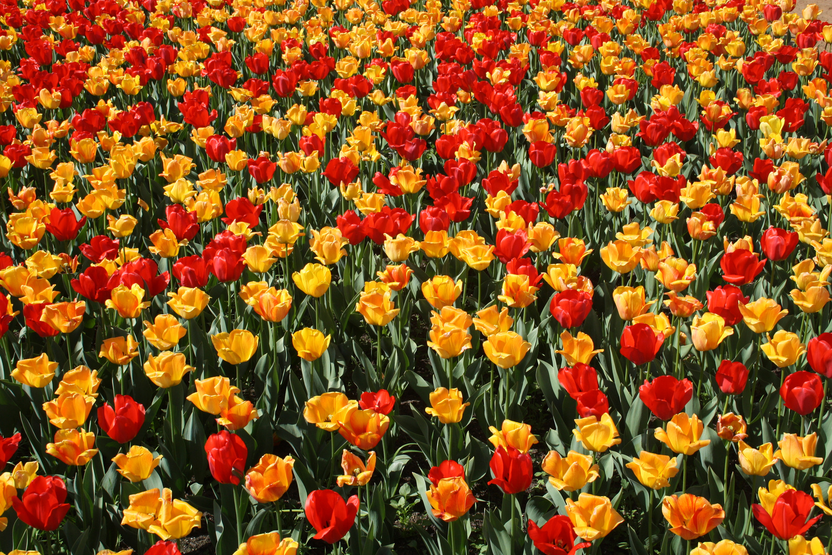 Tulpenmeer in Winsen Luhe