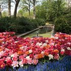 Tulpenmeer Keukenhof - Niederlande