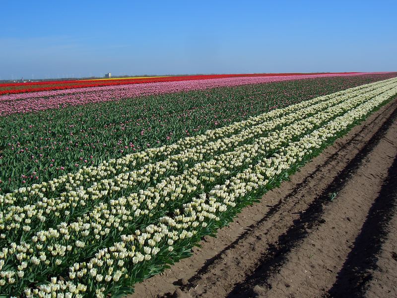 Tulpenmeer Nr. 1