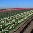 Tulpenmeer Nr. 1