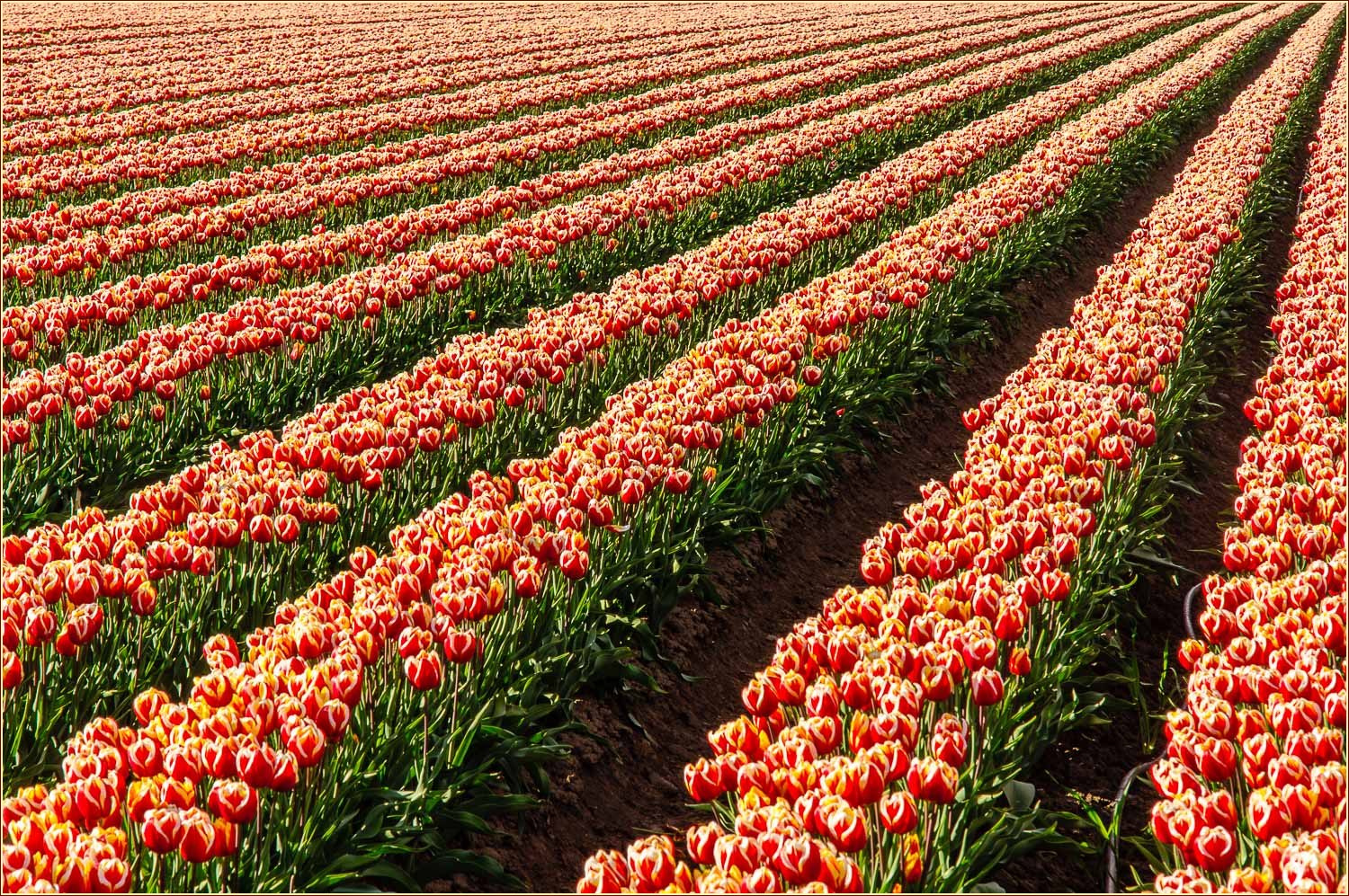 Tulpenmeer oder mehr Tulpen