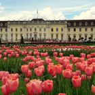 Tulpenmeer vor dem Ludwigsburger Schloß