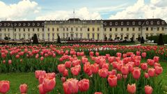 Tulpenmeer vor dem Ludwigsburger Schloß