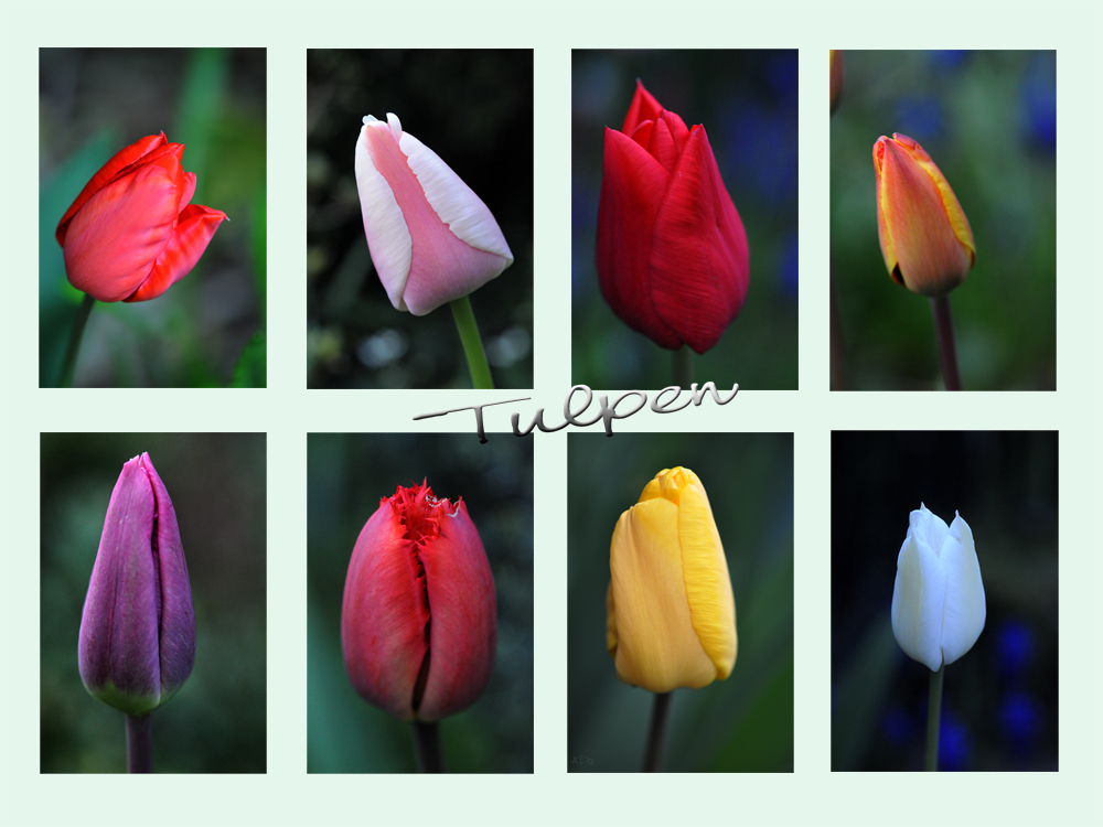 Tulpenmix