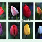 Tulpenmix