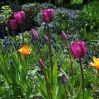 Tulpenmix im Garten