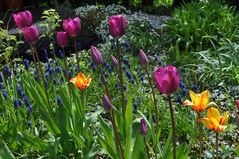 Tulpenmix im Garten
