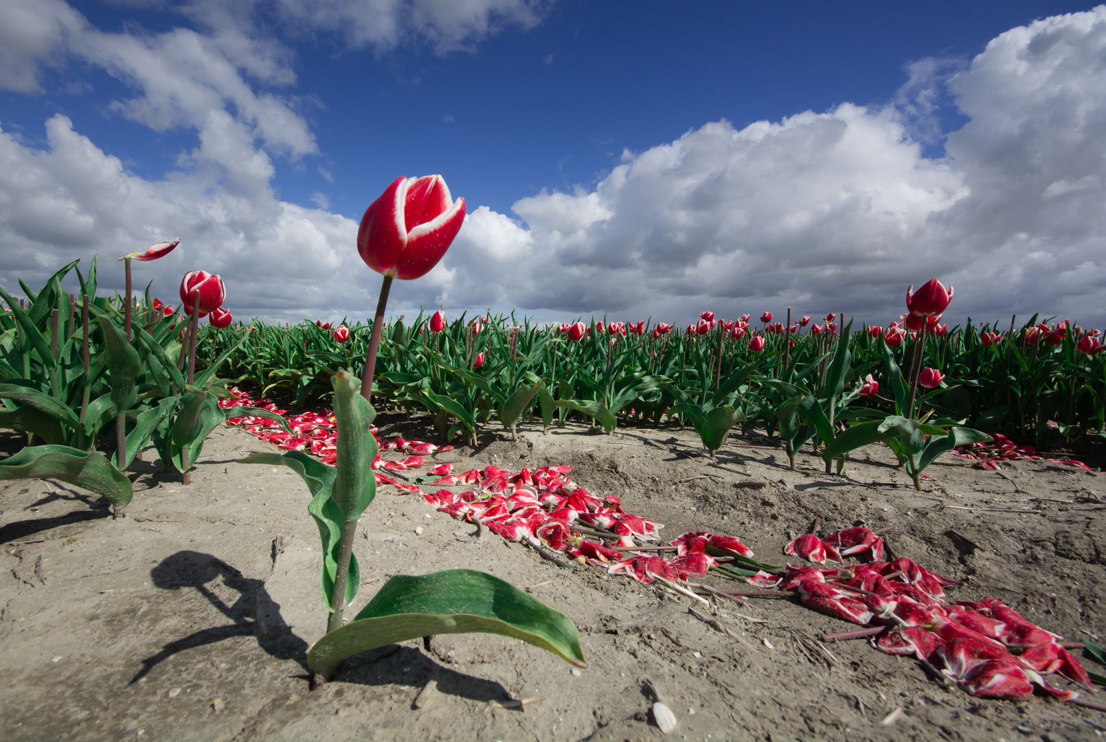 Tulpenmüll