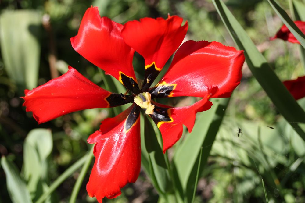 Tulpenmutante - ich nenn sie "Windmühlentulpe"