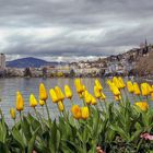 Tulpenparade