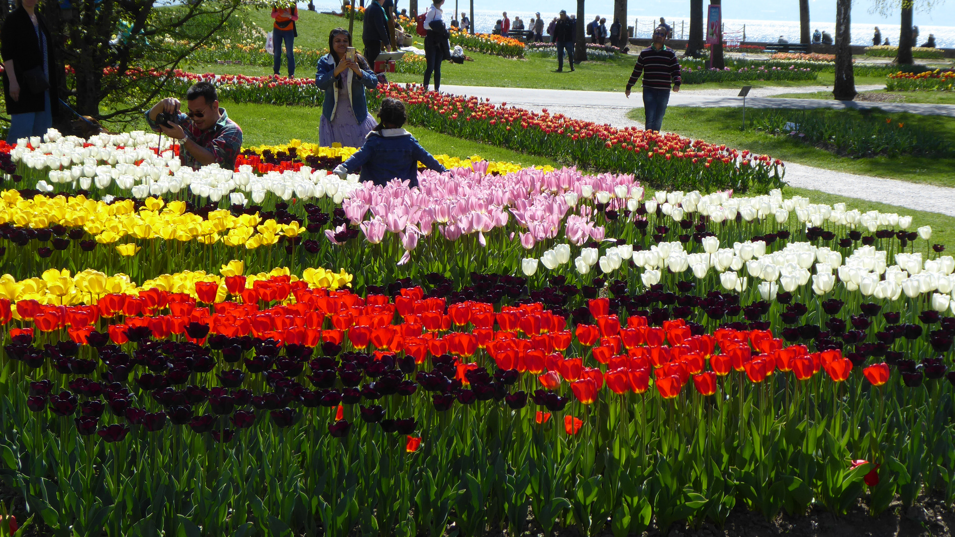 Tulpenpark  in Morges VD