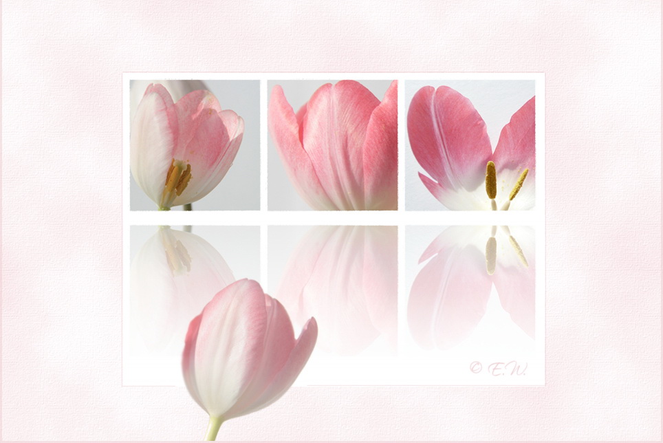 TULPENPASTELL